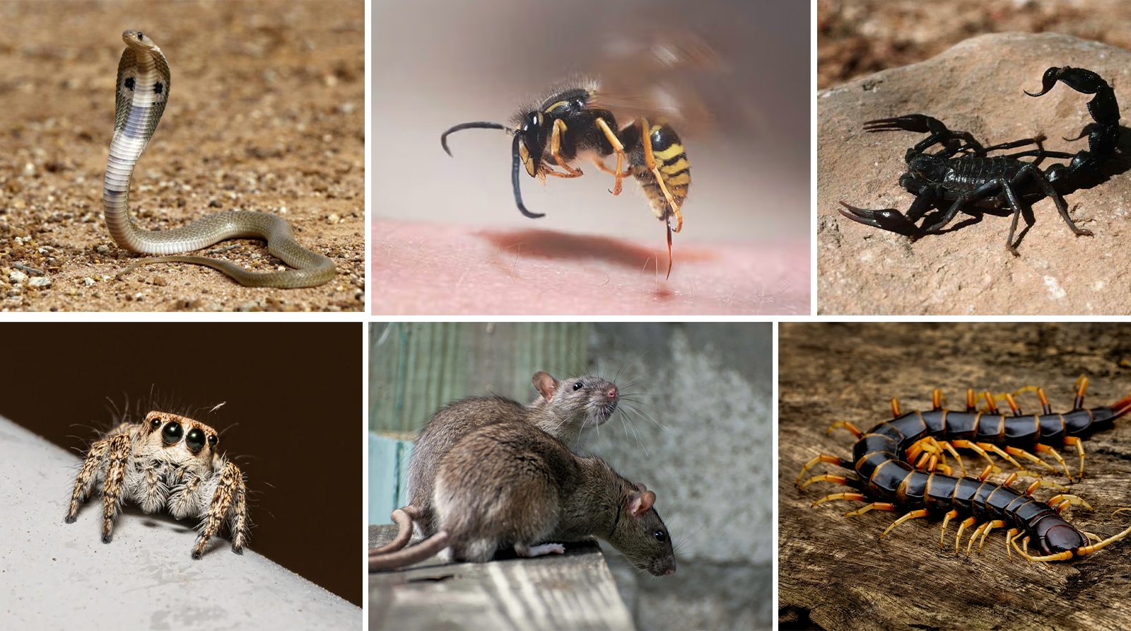 Toxicology Treatment For Various Bites